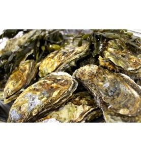 Grevelinger oesters ( 6 stuks )